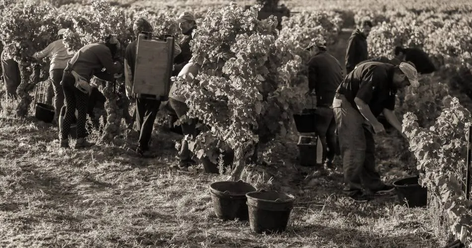 Les vendangeurs dans les rangs